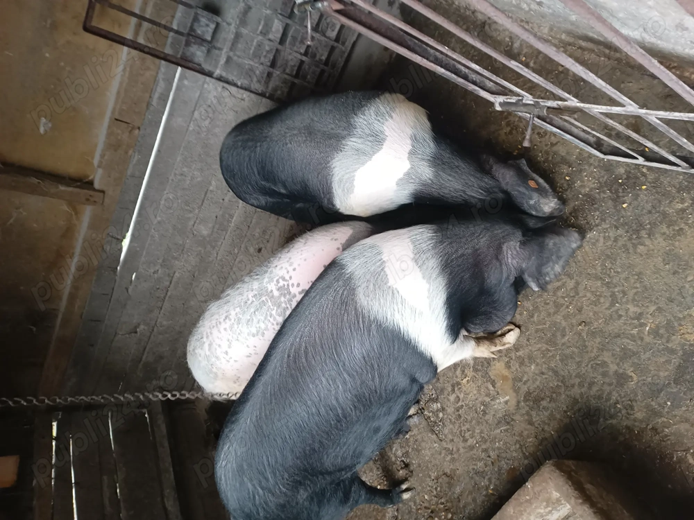 Rasa marele alb și bazna 