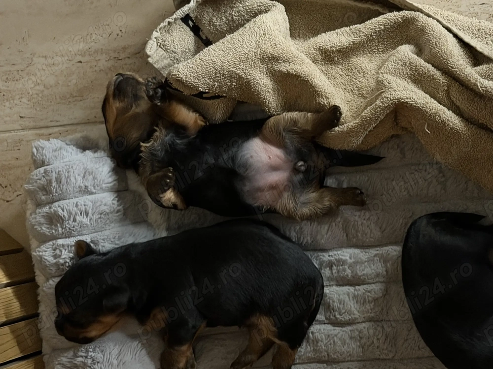 Vând câine Yorkshire Mini Toy