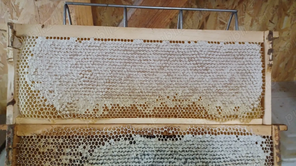 Vând miere poliflora, floarea-soarelui și rapiță 