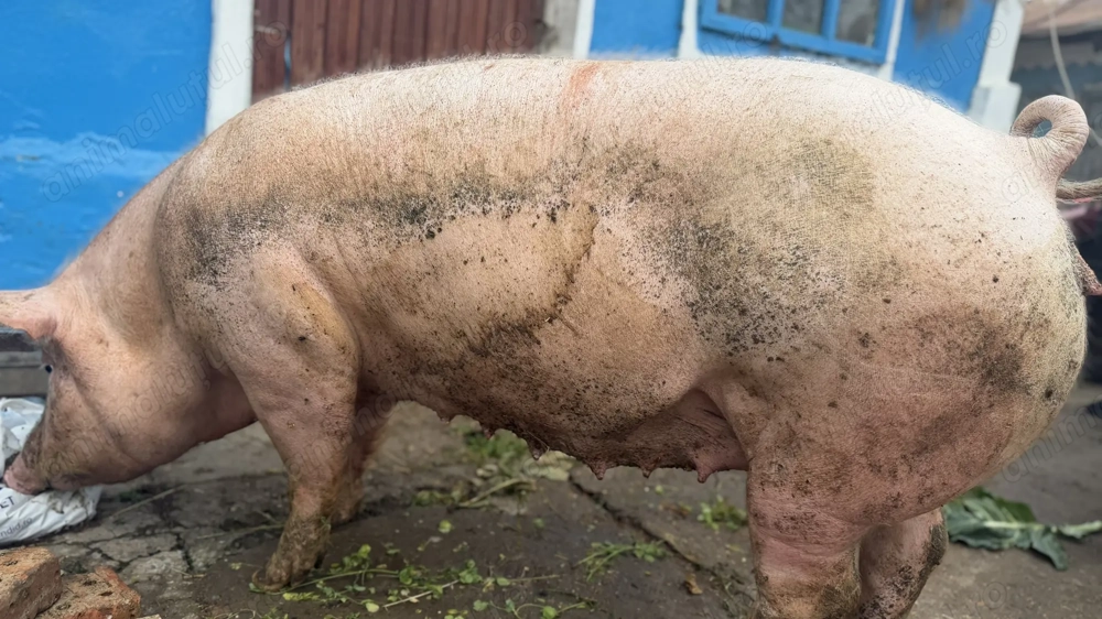 Porc femelă de vânzare 