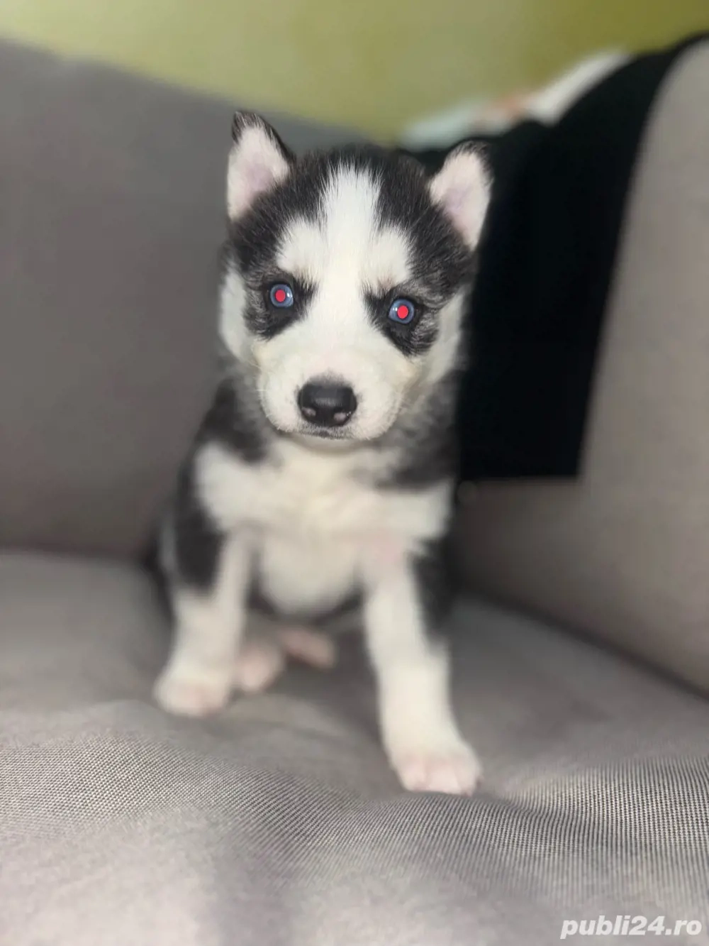 Pui Husky Siberian Disponibili 