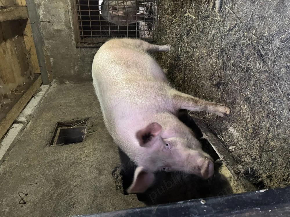 Porc de vânzare 