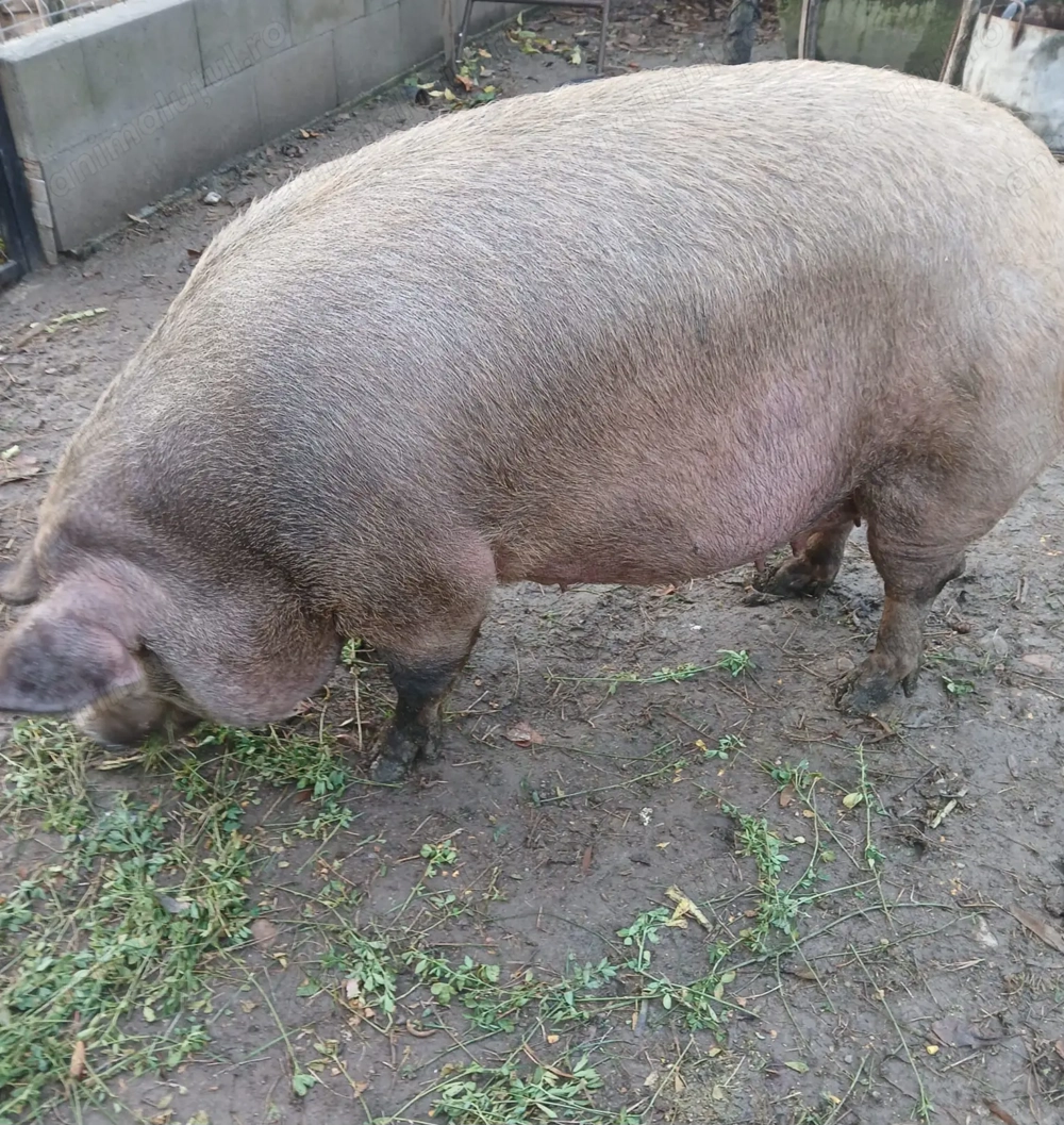 Vand scroafa gestanta