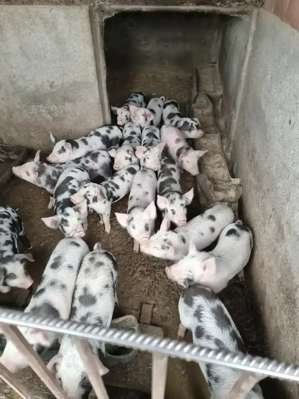 Vand Purcei 8 Saptamani!!