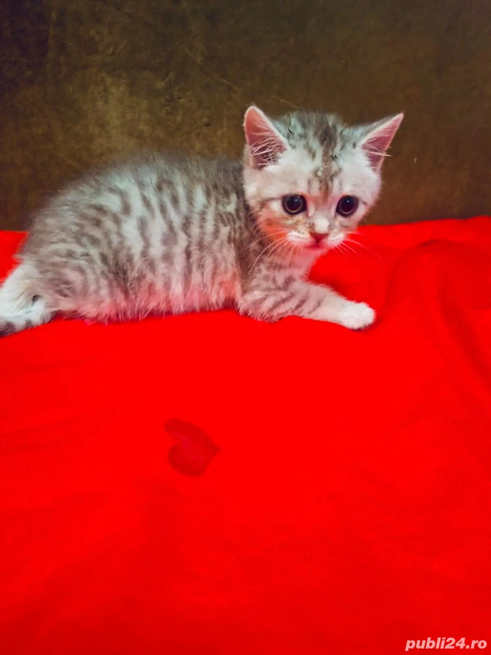 Fetite british chinchila 