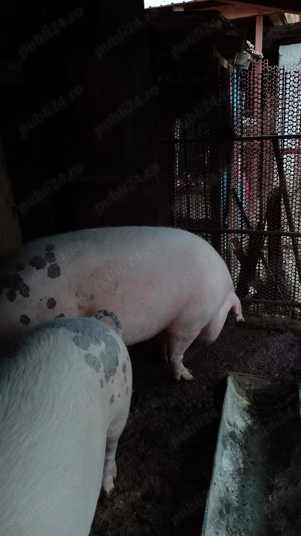 Vand porc cu greutatea intre  220kg-240kg