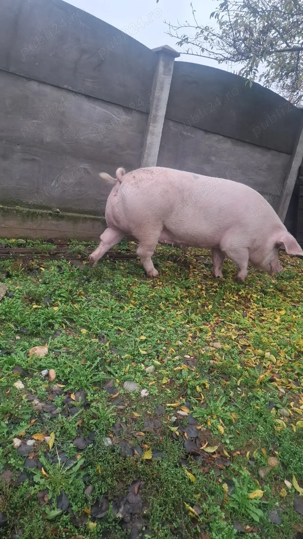 Vând porci mari și purcei