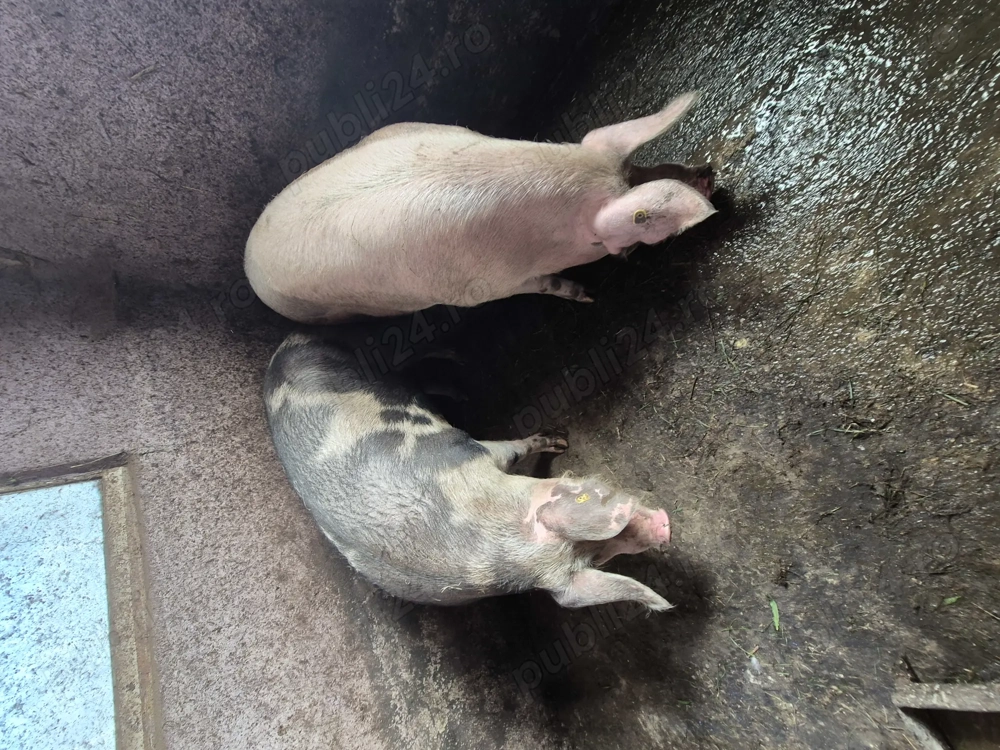 Vand porci bio, inf.tel. 