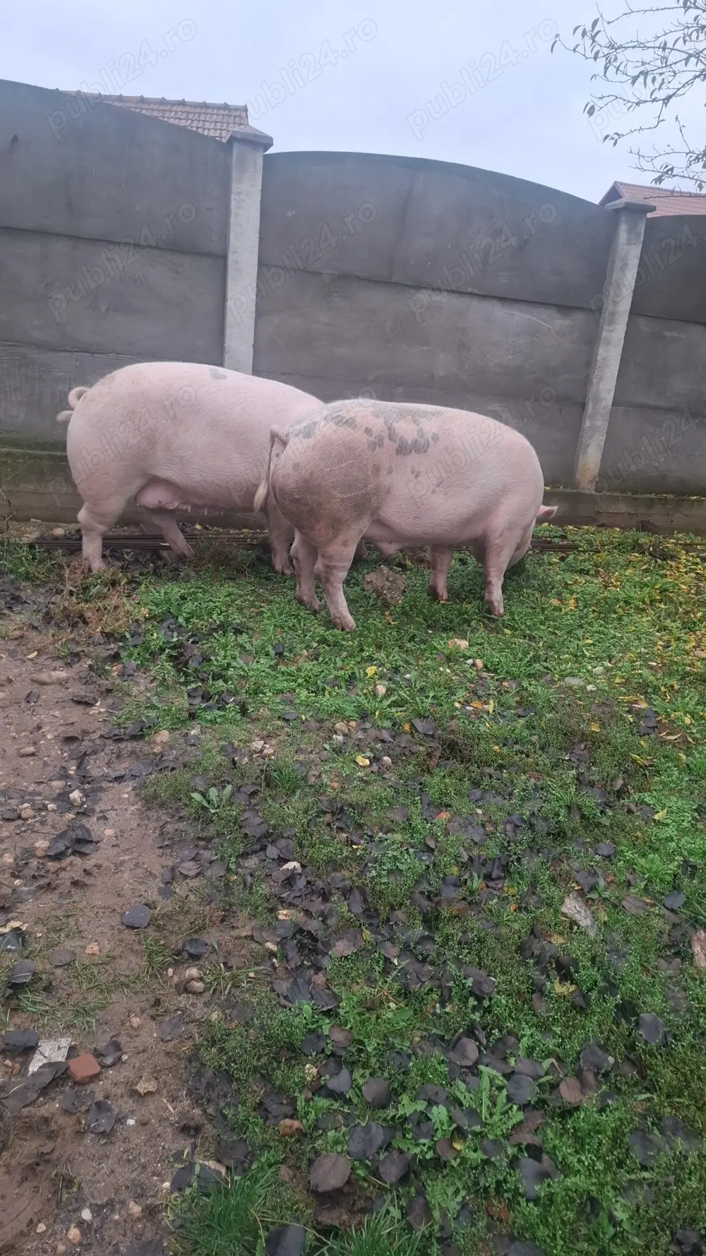 Porci de carne rasă 