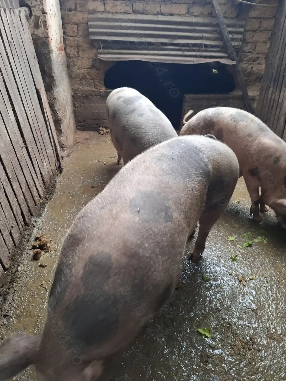 Vând porci pietrain in jur de 200-230 kg