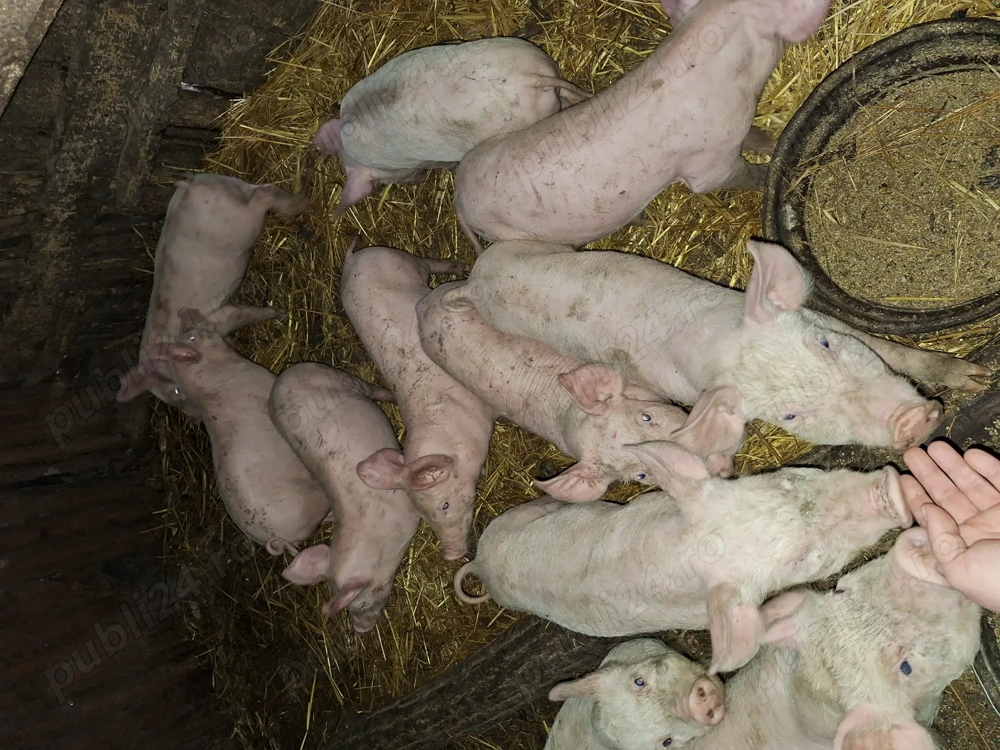 Vând purcei rasa landrace cu pietrain 