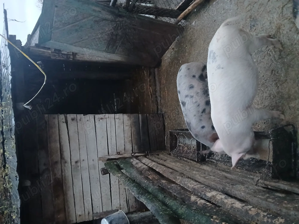 Vand o pereche de grasuni