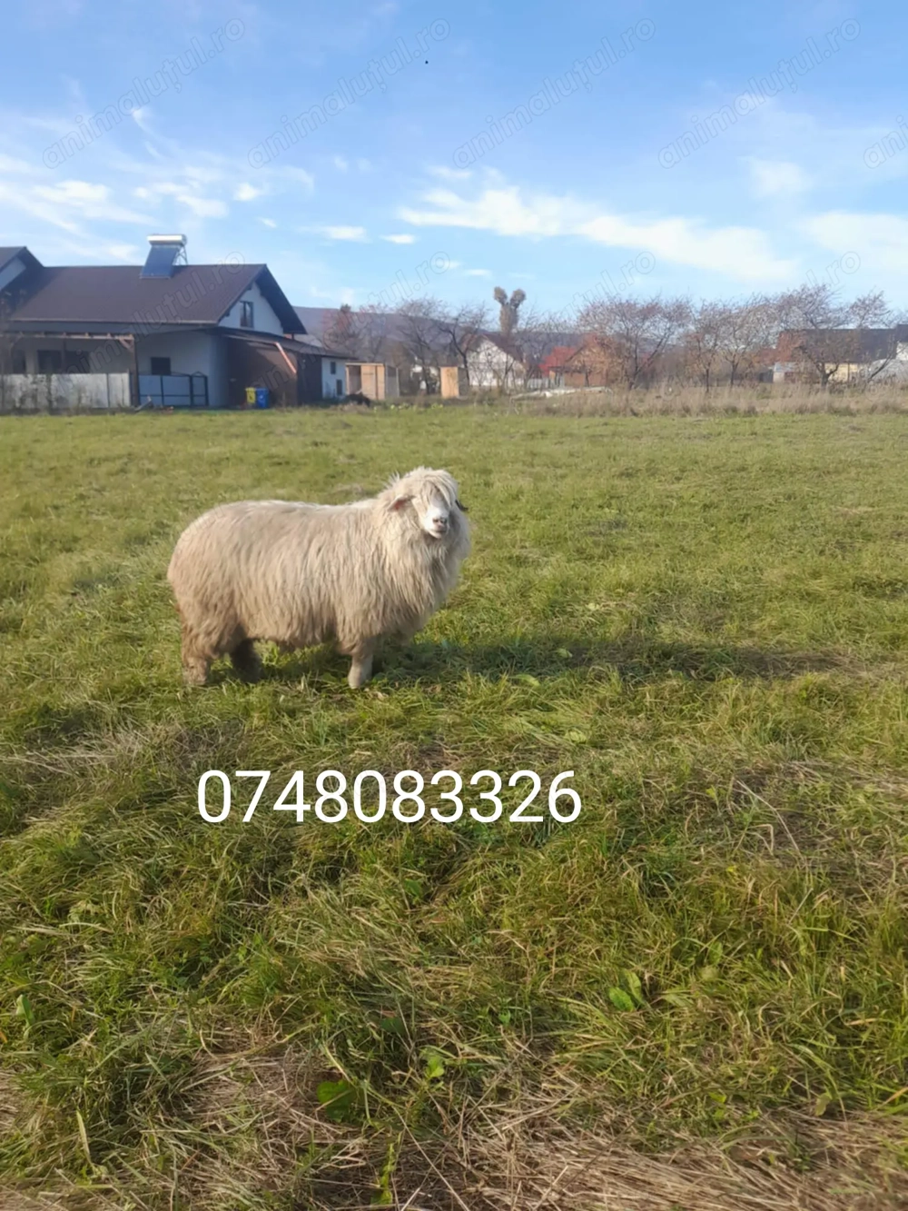 Vând 3 oii, Pirtestii de Jos, Suceava 