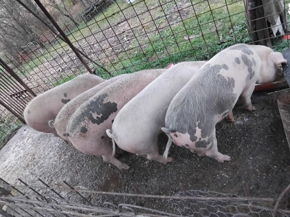 Porci pentru sacrificat 
