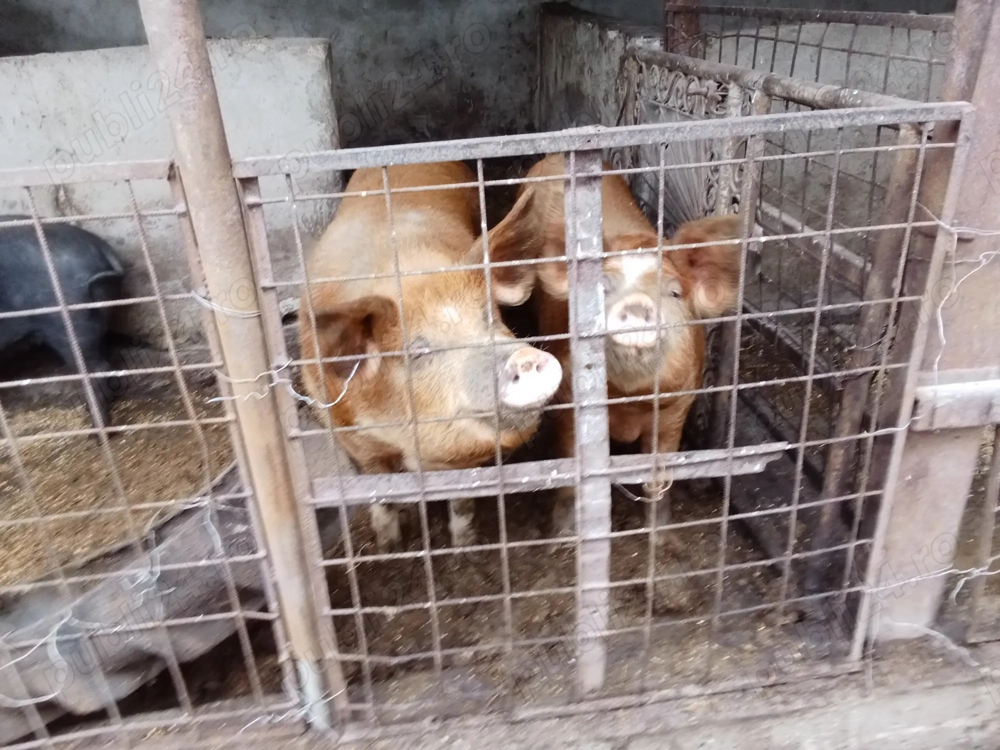 Vând 5 porci rasa duroc și Landras 