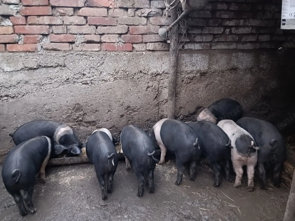 Vând purcei bazna 3luni