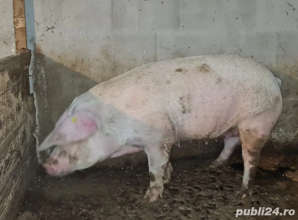 vând scroafă pentru sacrificat.