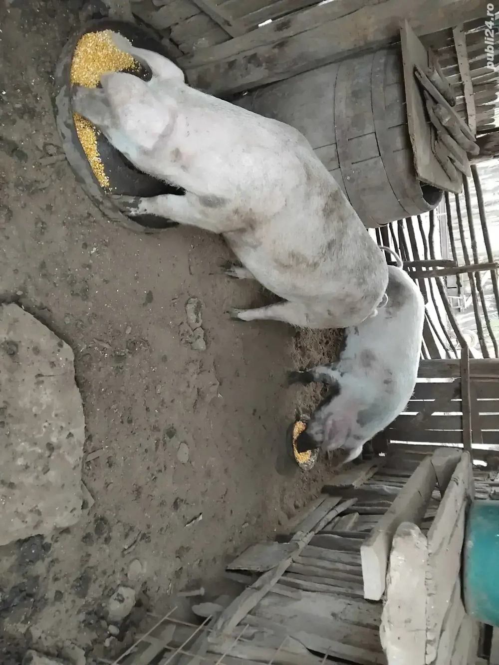 Disponibile 2 purcele 