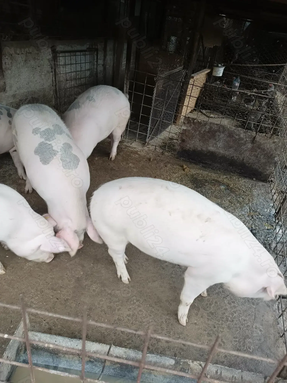 Porci rasa bazna și marele alb 