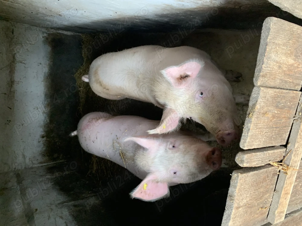 Porc de vanzare 150 kg