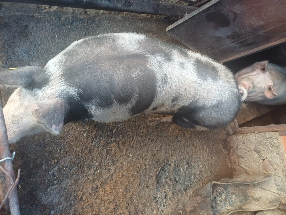 Purcea, rasa pietran