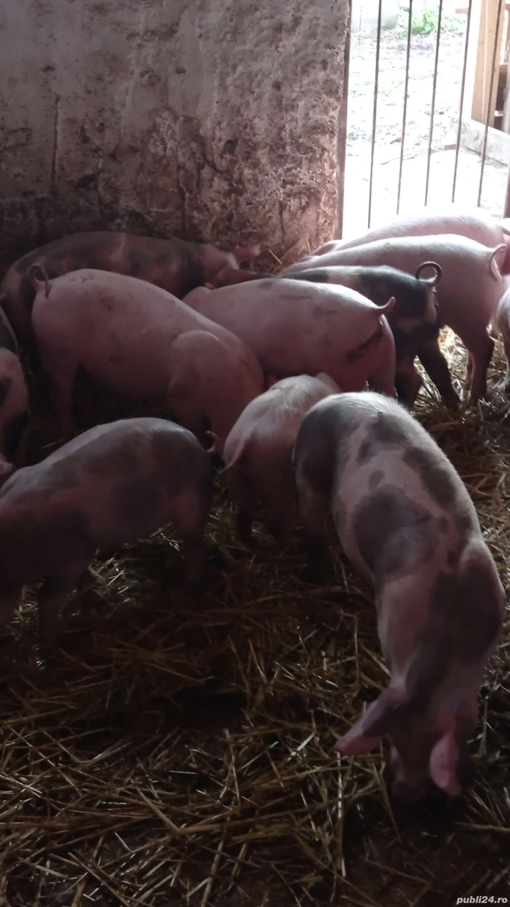 vând soldani rasa de carne 