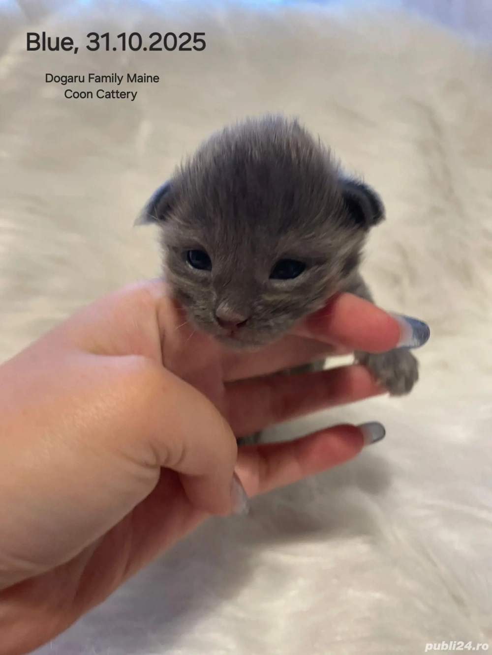 Baietel Maine Coon Pedigree