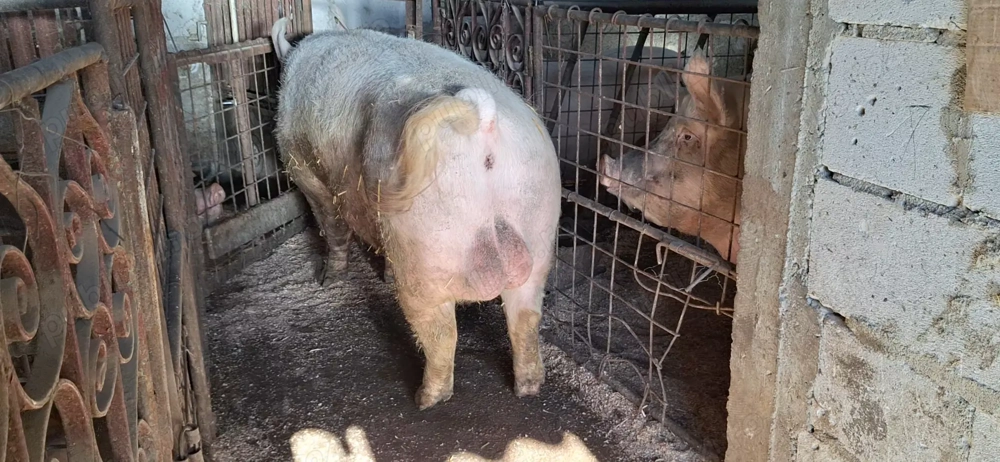 Msv marele alb - 130 kitul - oferta 