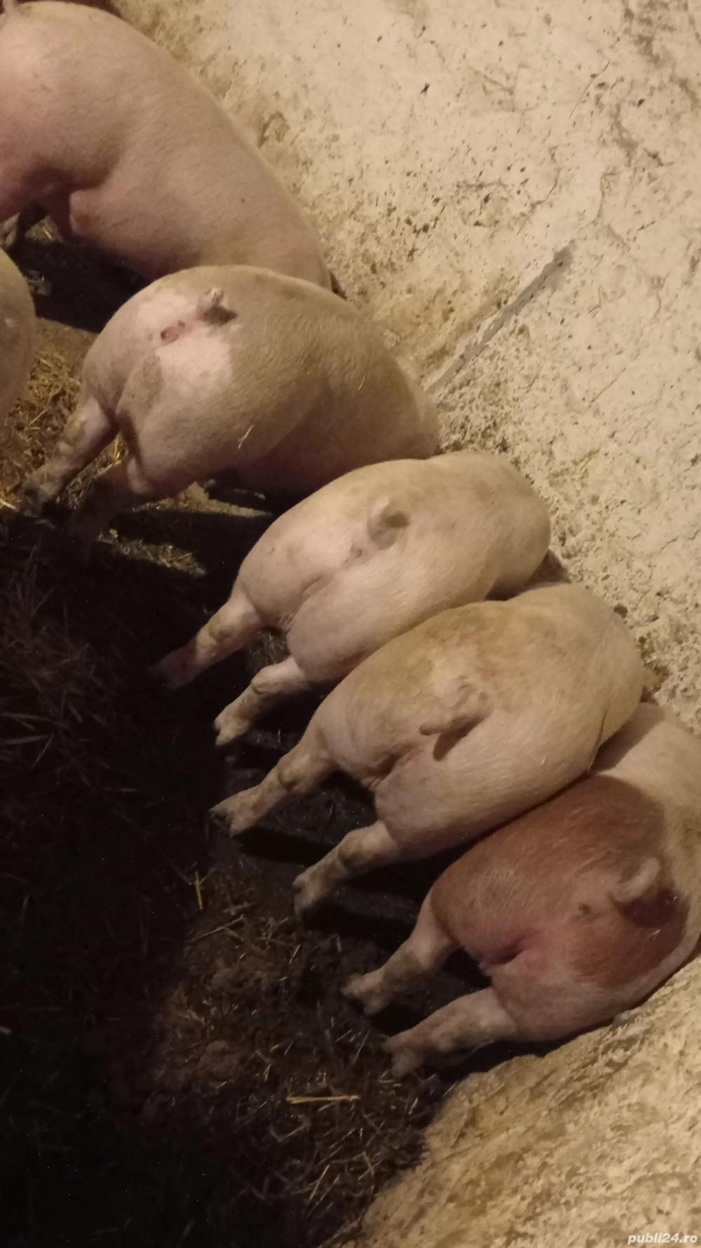 vând porcii rasă de carne 140-150 kg