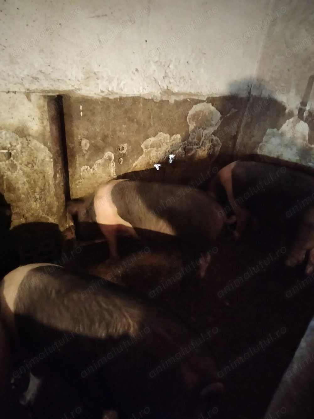 Vând porci pentru sacrificat!