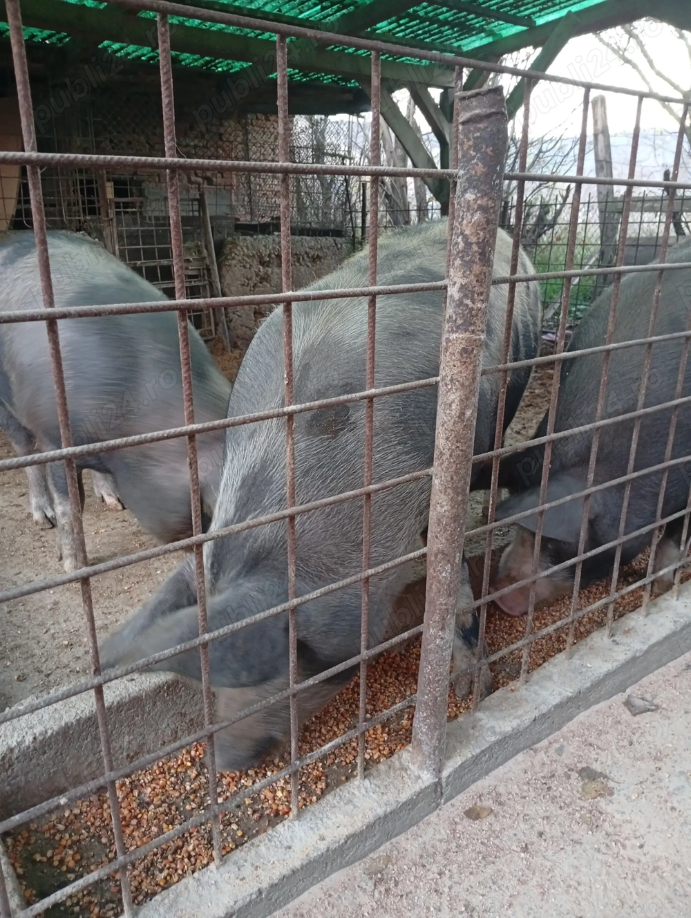 Cine dorește.primeste