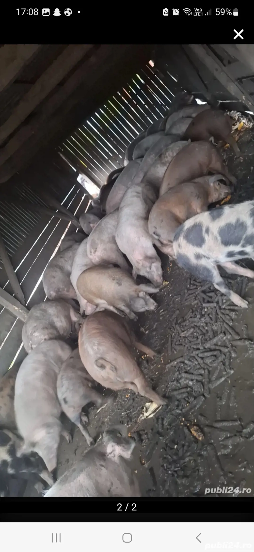 Vand porci pentru sacrificat 