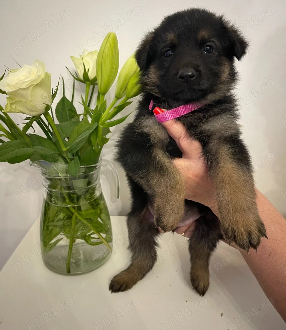 Pui Ciobanesc German