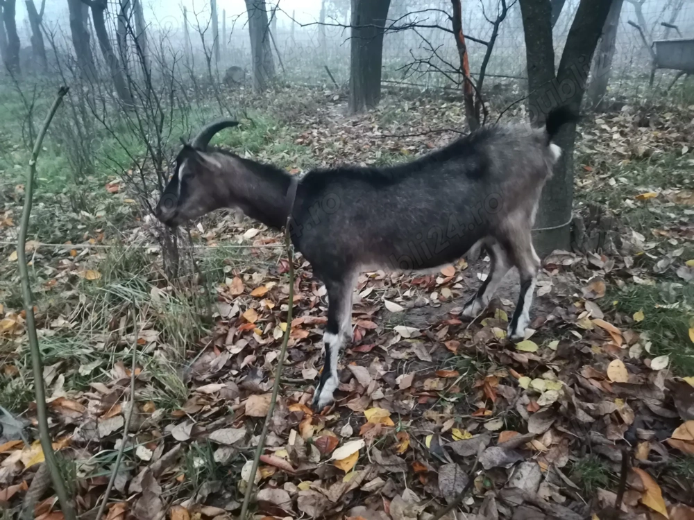 Capre de vanzare Bacau - Animale