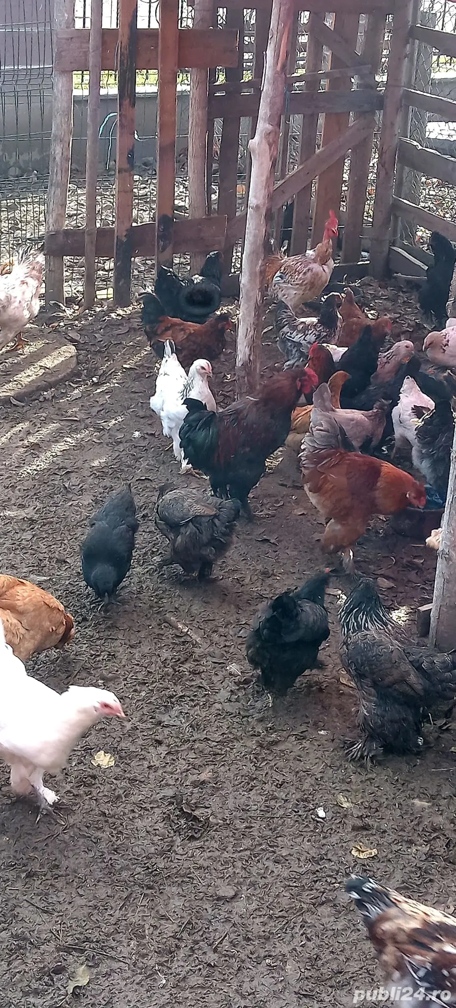 vand gaini si cocosi 