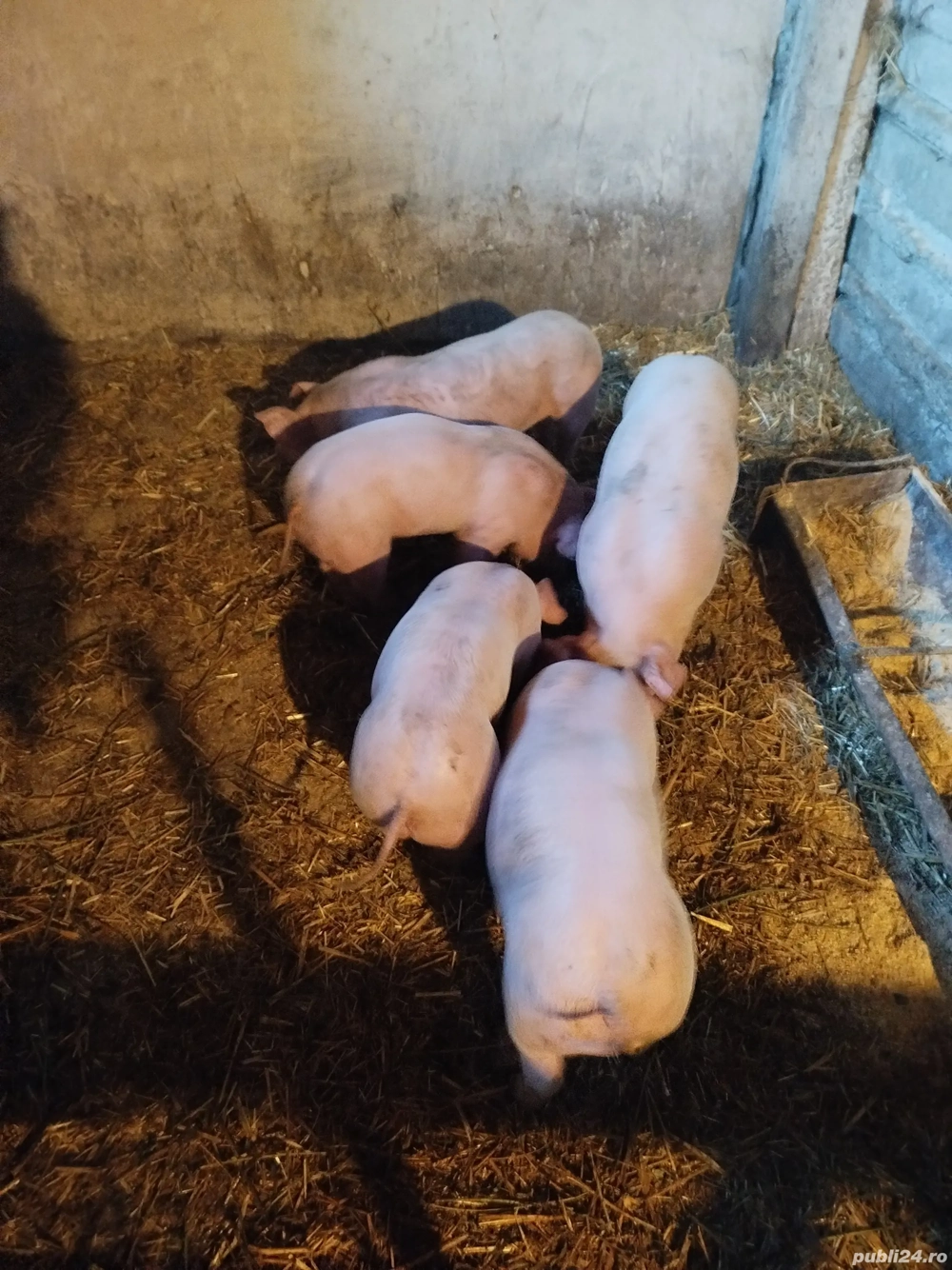 Purcei rasa de carne