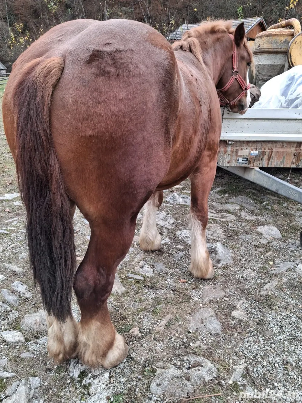 vand manz ardenez de 2 ani