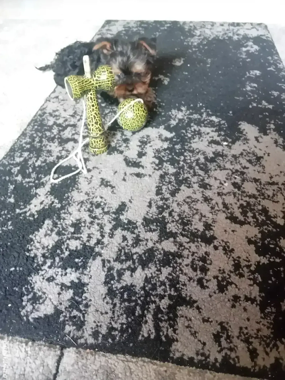 Yorkshire terrier mini toy 