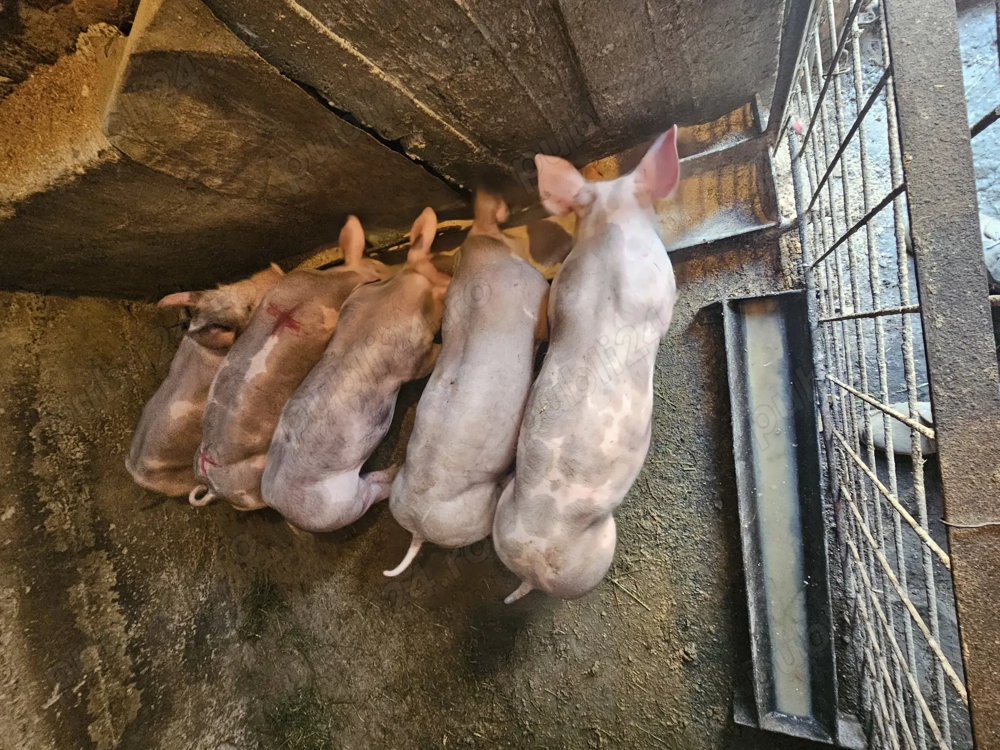 Vand purcei petreni puri