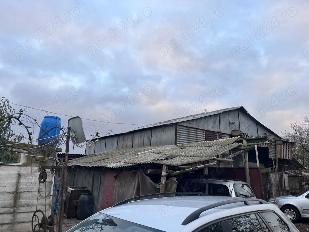 Vând fermă de vaci Jud. Arad