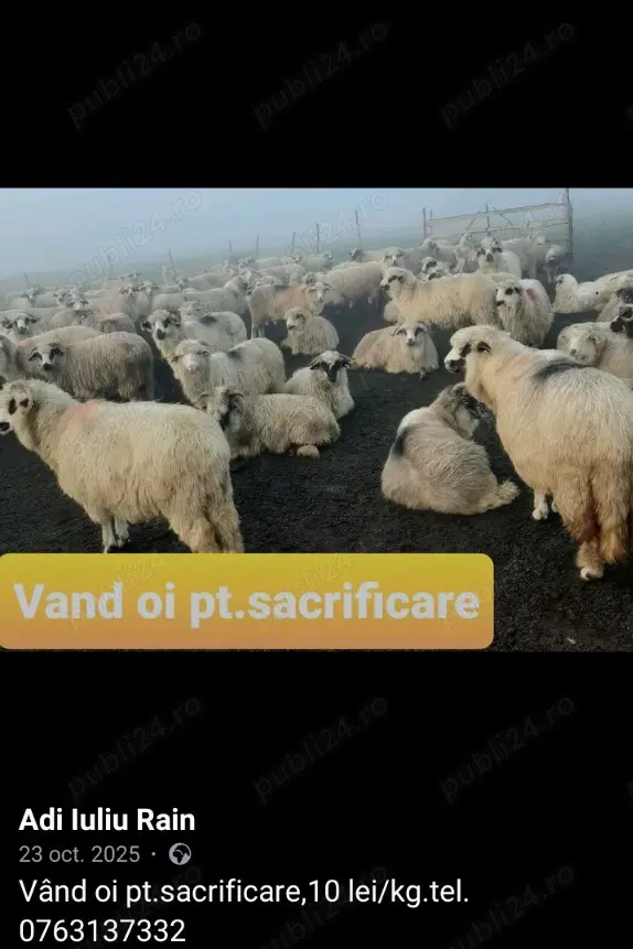Lot de Oi pentru sacrificat