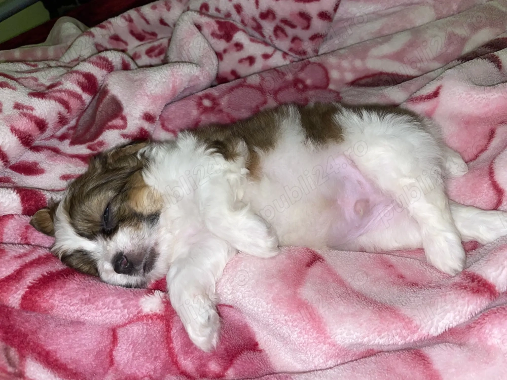 Bichon Havanese Mini