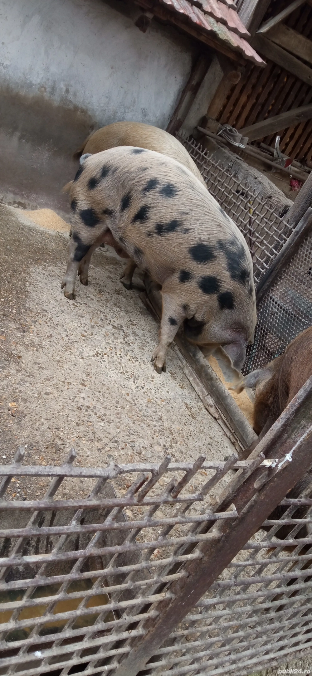 Porci de diferite rase 