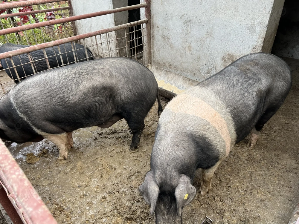 Porci Bazna de vânzare!