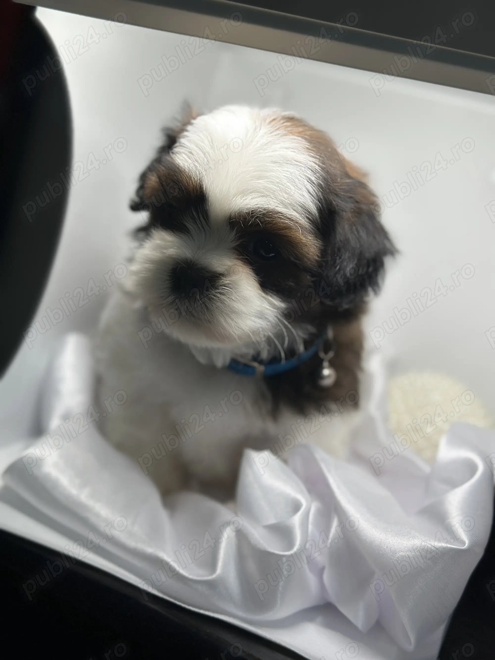 Cățeluși shih tzu , caută căsuță nouă !