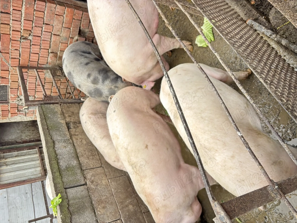    Vând porci pentru tăiere, crescuți natural 