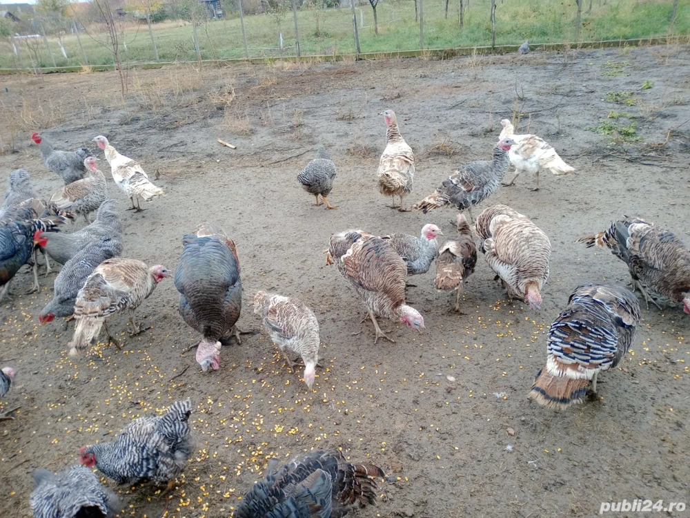 Curci și curcani din primăvară 