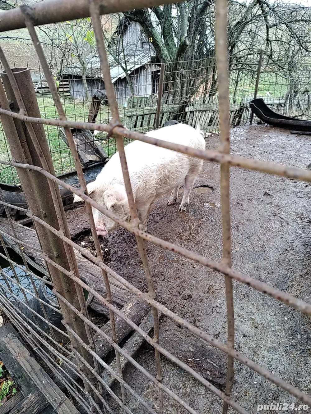 vand porcul din poze