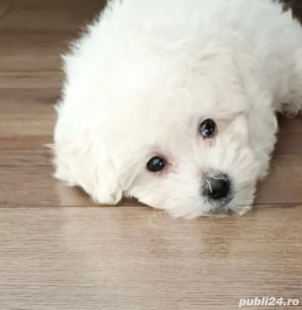 Vand bishonel talie mica rasa pura 7saptamani vaccinat si deparazitat cu carnet de sanatate