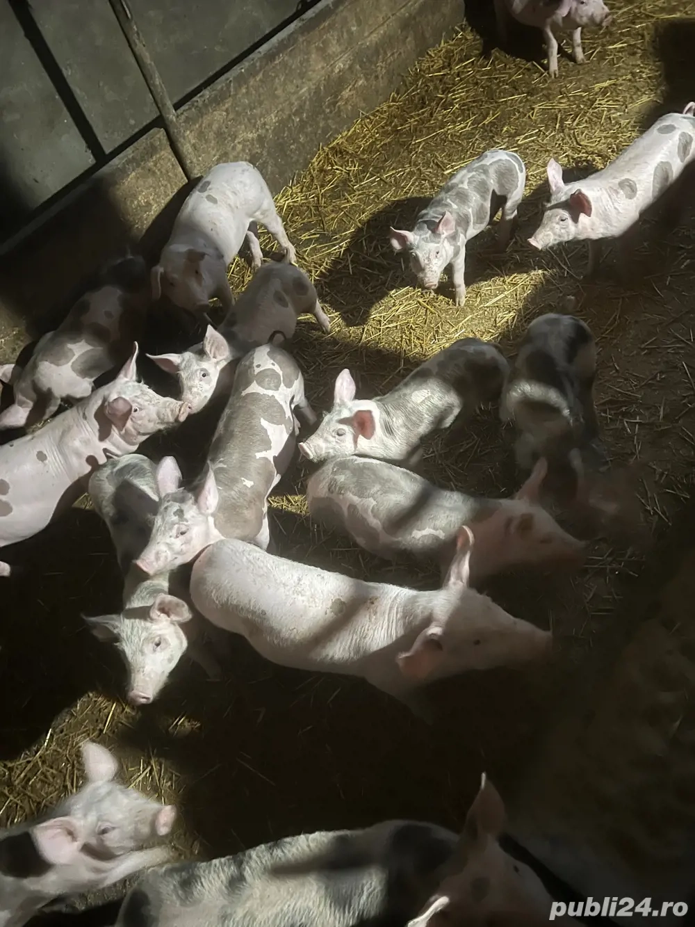 vind purcei intarcati 